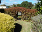 garden hedge(li)